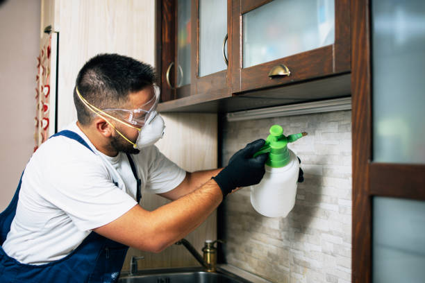 Best Wasp Removal Services  in Braddock, VA