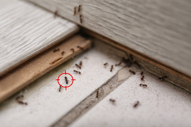 Best Rodent Control Near Me  in Braddock, VA